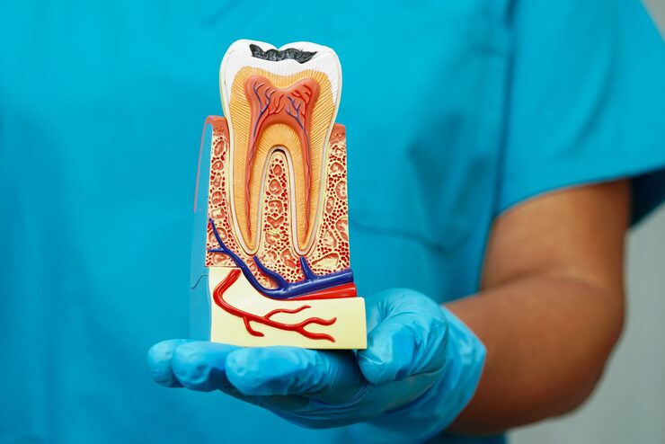 dentist-holding-dental-implant-artificial-tooth-roots-into-jaw-root-canal-dental-treatment-gum-disease-teeth-model-dentist_622428-11530